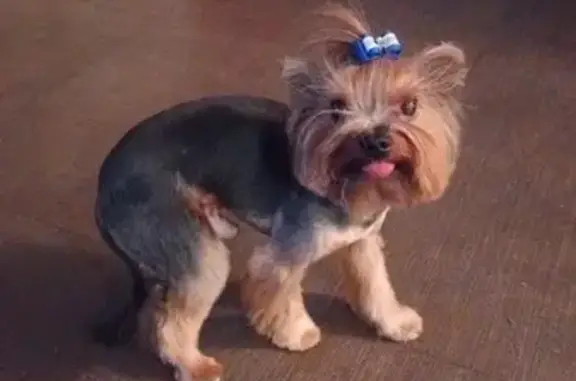 Собаки потеряшки, Санкт-Петербург, фото: Потеряшка собака на Среднеохтинском, 53