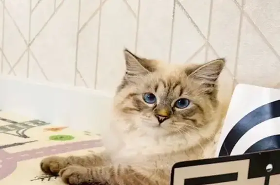 Кошки потеряшки, , фото: Потеряшка кошка, ул. Строителей, 18, Петушки