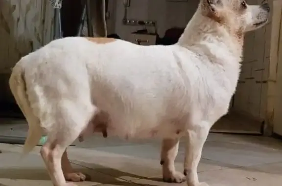 Пропала собака, Маршала Блюхера, СПб