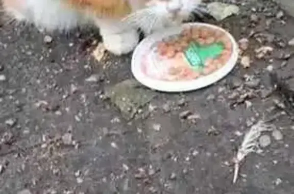 Кошка найдена: ул. Максимова, 4Б, Казань