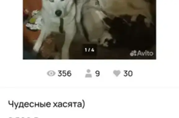 Пропала собака, Венец, Нижегородская обл.
