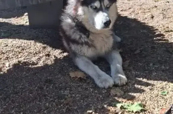 Хаски найден на ул. Чайковского, Воронеж