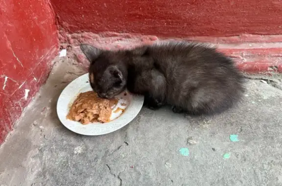 Найдена кошка, Шатура, фото: Кошка найдена в подъезде, Шатура МО