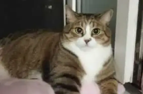 Кошки потеряшки, Хабаровск, фото: Потеряшка кошка, ул. Джамбула 12, Хабаровск