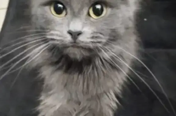 Кошка найдена: ул. 40 лет Победы, 33/6