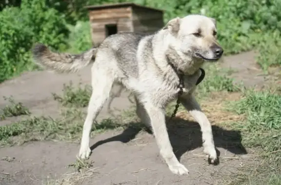 Пропала собака, МО, светлый окрас