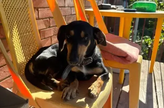 Найдена собака, Калинин, фото: Такса найдена: Школьная ул., Калинин