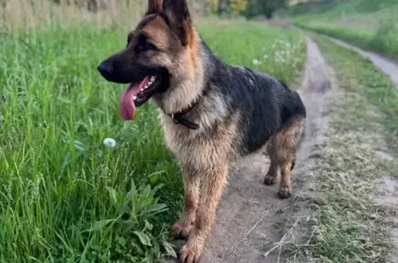 Пропала собака, 16-я Садовая, Курганская