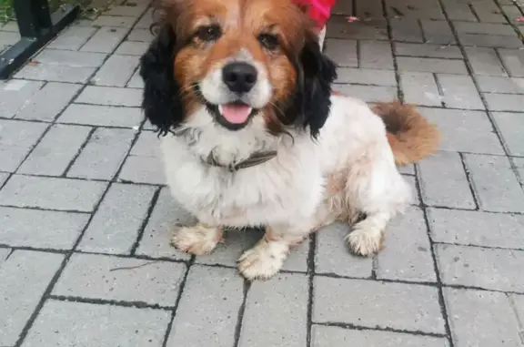 Найдена собака, , фото: Собака найдена: ул. Диброва, 8, Сириус