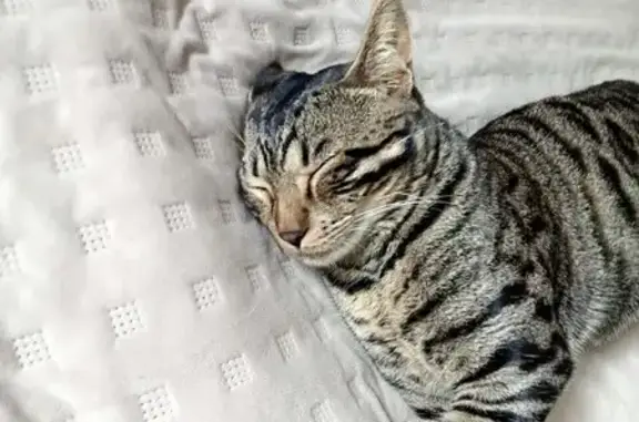 Пропала кошка, ул. 1 Мая, 74, Сырское