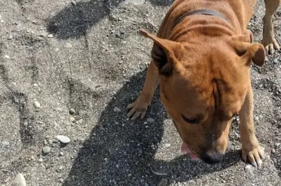 Найдена собака, Сочи, фото: Сочи: найдена собака, А-147