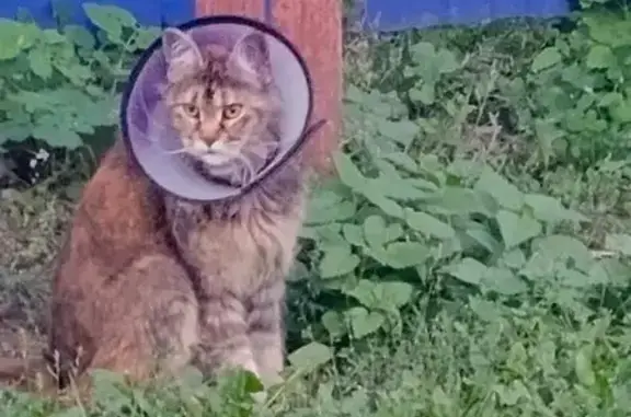 Найдена кошка, , фото: Кошка найдена: Вадинская ул., 11Б, Пенза