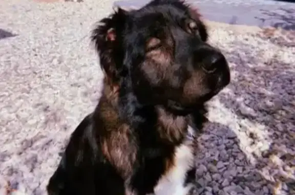 Собаки потеряшки, Энем, фото: Потеряшка собака, Советская 131, Энем