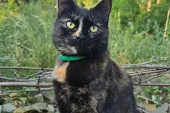 Пропала кошка на проезде Ш-6, Старый Оскол