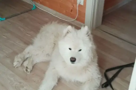 Найдена собака, Золотово, фото: Собака найдена: Советская ул., Золотово