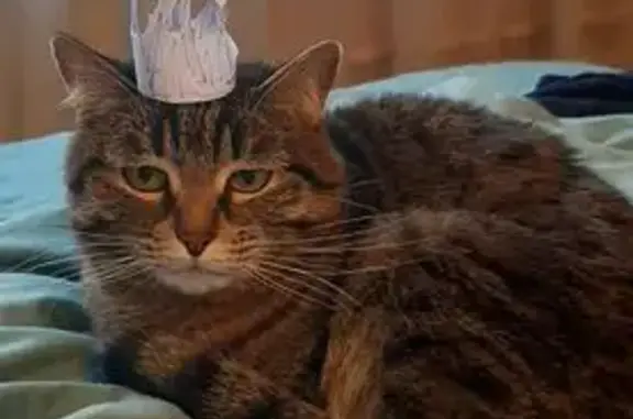 Пропала кошка в Видном, ул. Школьная, 34