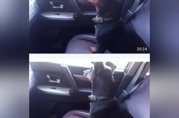 Собаки потеряшки, Репино, фото: Потеряшка собака в Репино, Волгоградская обл.