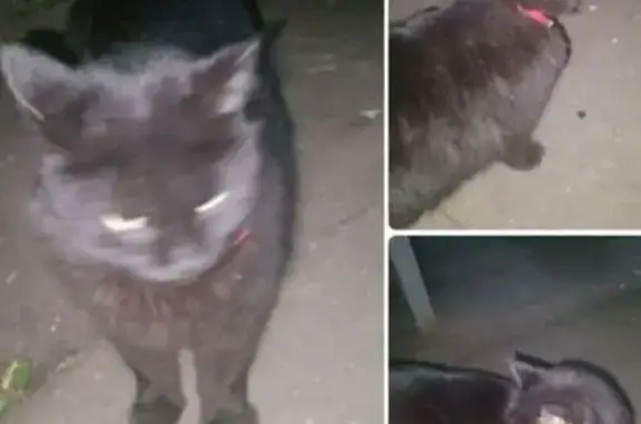 Кошка найдена: Новороссийская ул, 10, Москва