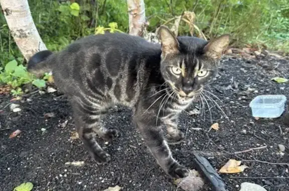 Найдена кошка, Сахалинская область, фото: Чёрная кошка найдена, Южно-Сахалинск