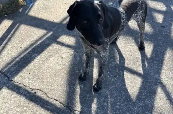 Собака найдена: ул. Карбышева, Волжский