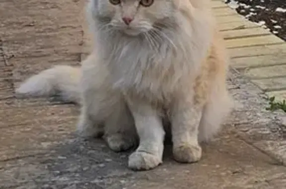 Пропала кошка в СНТ Лопатино-2, Самарская обл.