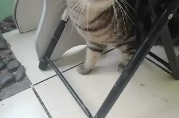 Найдена кошка, Томская область, фото: Кошка найдена в Томске, ул. Кошурникова 11