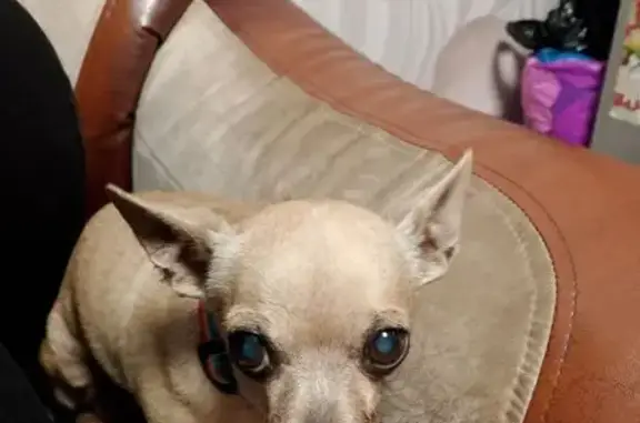 Найдена собака, ул. 15-й квартал, 16