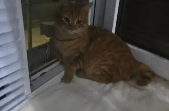 Пропал рыжий кот, Круговая ул., Невинномысск