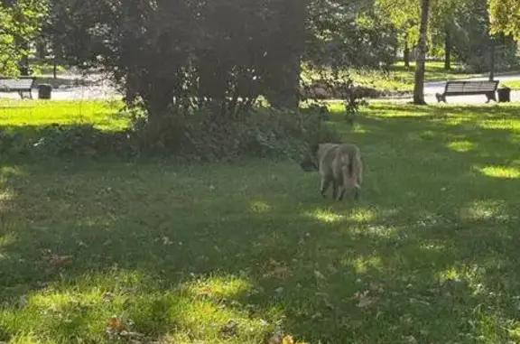 Собака найдена на Олимпийском проспекте