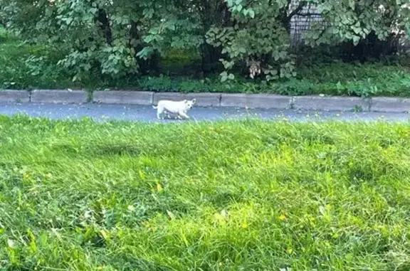 Найдена собака, Замшина ул., СПб