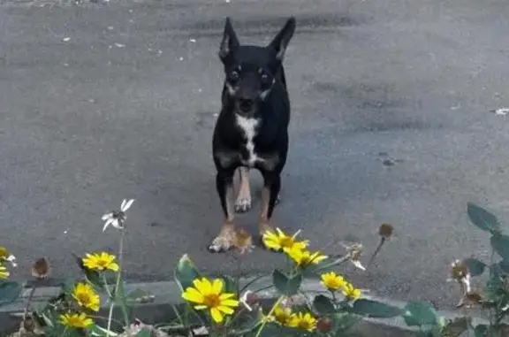 Собака без ошейника на Криворожской, 57