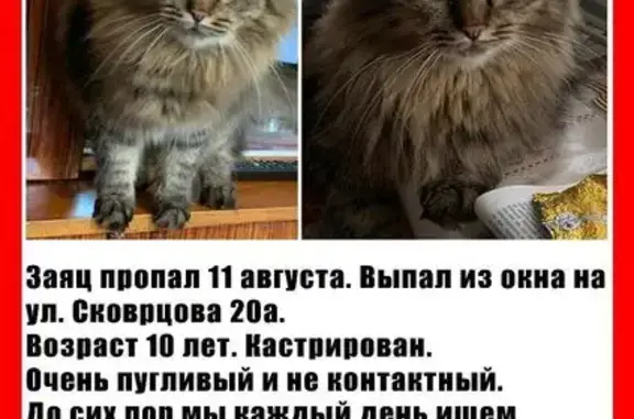 Пропала кошка, ул. Скворцова 20А, Кострома