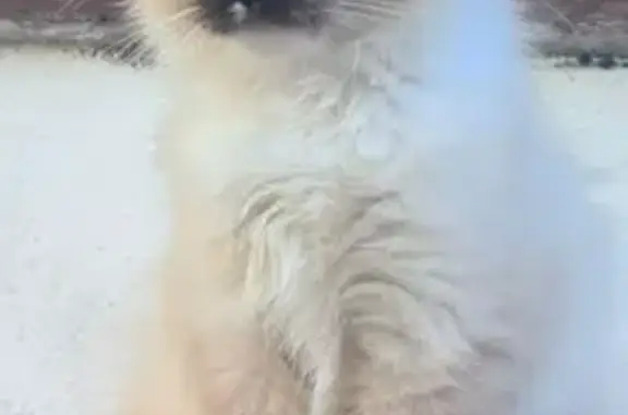 Пропала кошка, Дорожная ул., Верхний Мамон