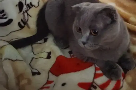 Пропала кошка, Петергофское ш., 84 к12