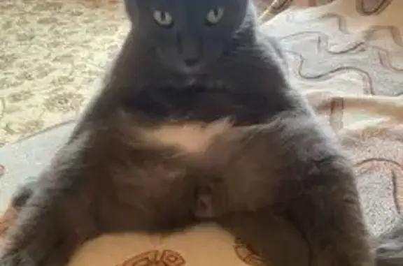 Пропала кошка в Коврове, Владимирская обл.