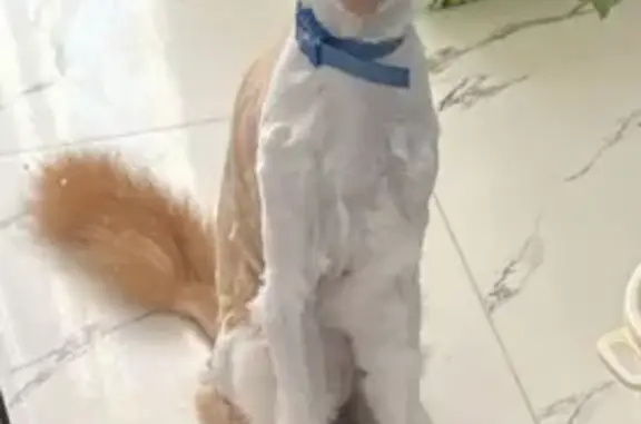 Пропала кошка, Майская ул., Геленджик