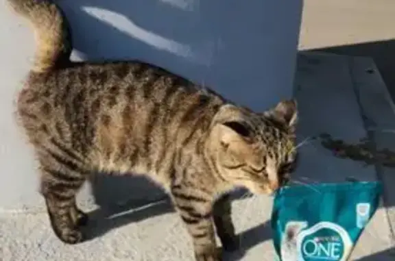 Найдена кошка: Пионерская 1А, Хабаровск