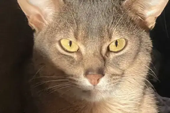 Кошки потеряшки, Екатеринбург, фото: Потеряшка абиссинский кот, Газетная 25