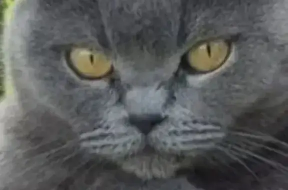 Кошки потеряшки, Рязань, фото: Потеряшка кошка, ул. Новосёлов, 42, Рязань