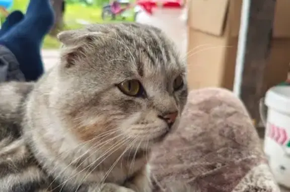 Пропал кот, Промышленный пер., Курск