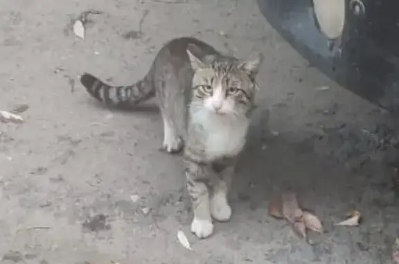 Найдена кошка, Барнаул, фото: Кошка найдена: Павловский тракт, 112, Барнаул