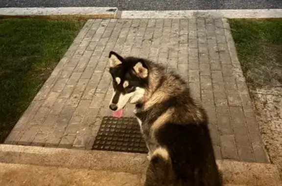 Найдена собака, Семиозерское, фото: Найдена собака в Семиозерском, Татарстан