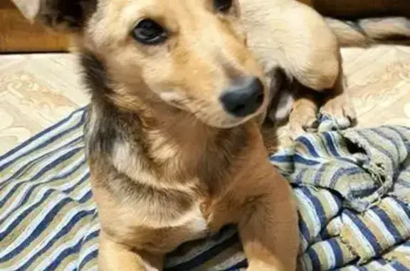 Найдена собака, Воронежская область, фото: Найдена собака у берега Дона, Семилуки