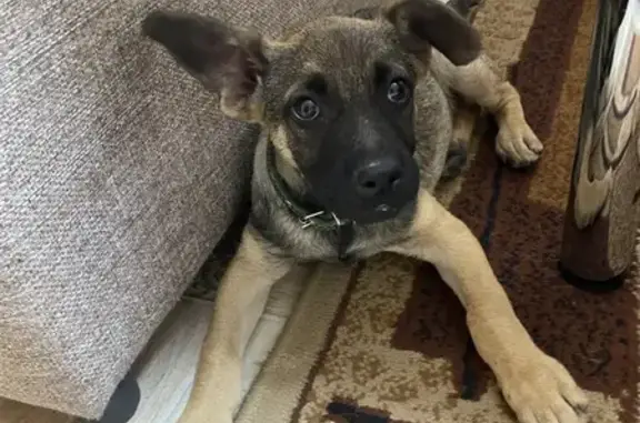 Щенок найден в Михайловске, Ставрополье