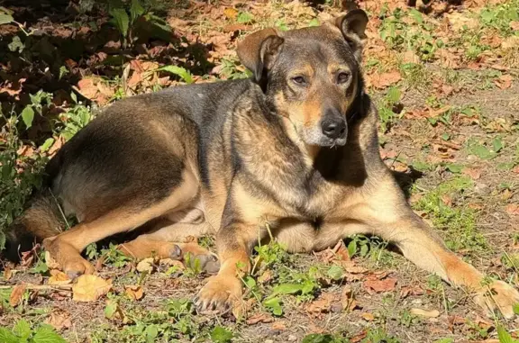 Найдена собака, Химки, фото: Потерялась собака, Химки, пр. Мира 46Н