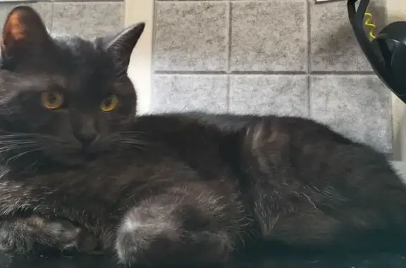 Кошки потеряшки, Республика Коми, фото: Потеряшка кот Оскар на наб. Газовиков, Ухта