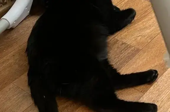 Пропала чёрная кошка, Советская 56, Пикалёво