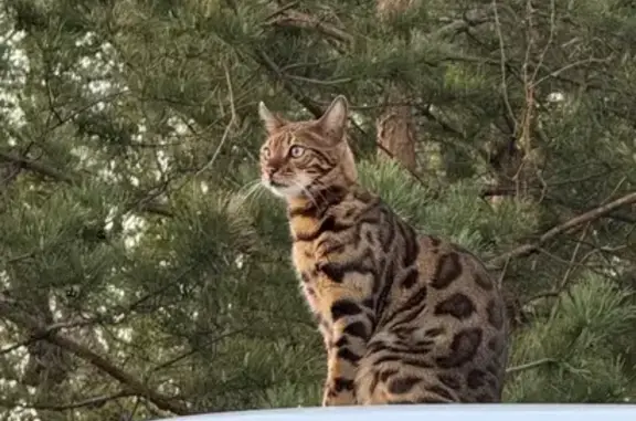 Кошки потеряшки, , фото: Потеряшка бенгальская кошка, ул. Фомина