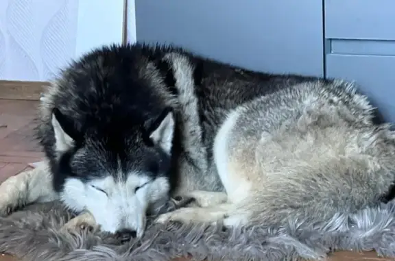 Хаски найден на 1-й улице Лукино, Москва