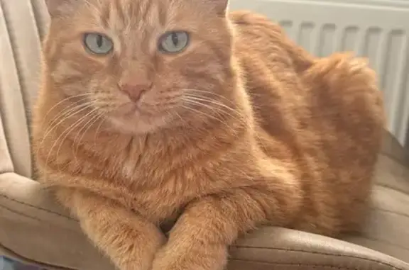 Кошки потеряшки, Отрадный, фото: Потеряшка кот, Рябиновая ул., Отрадный